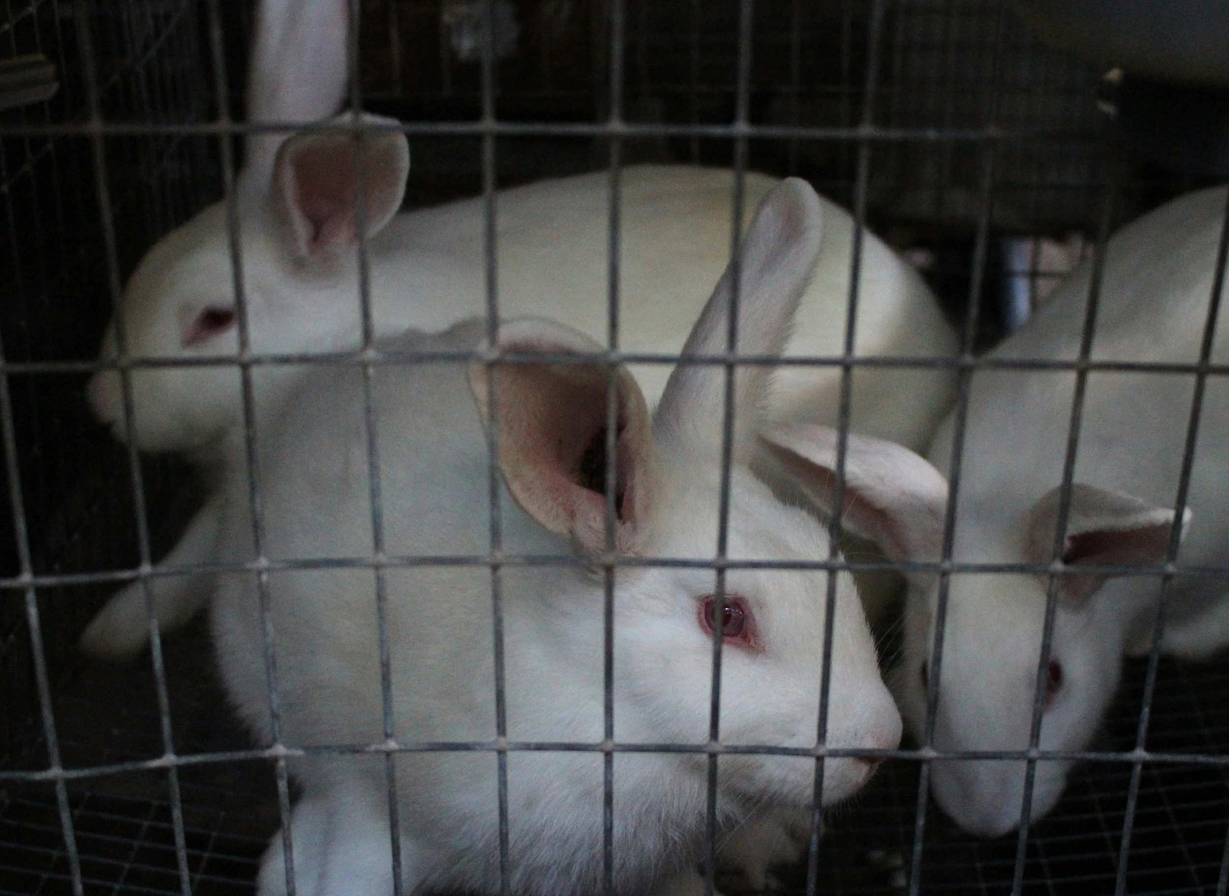 Records Reveal Millions of U.S. Taxpayer Dollars Are Being Sent to a Swedish Lab for Gruesome Animal Experiments