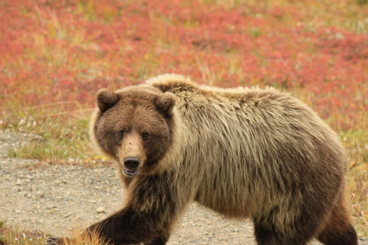 Grizzly Bears Get Welcome News Even as Efforts to Remove Their Protections Continue