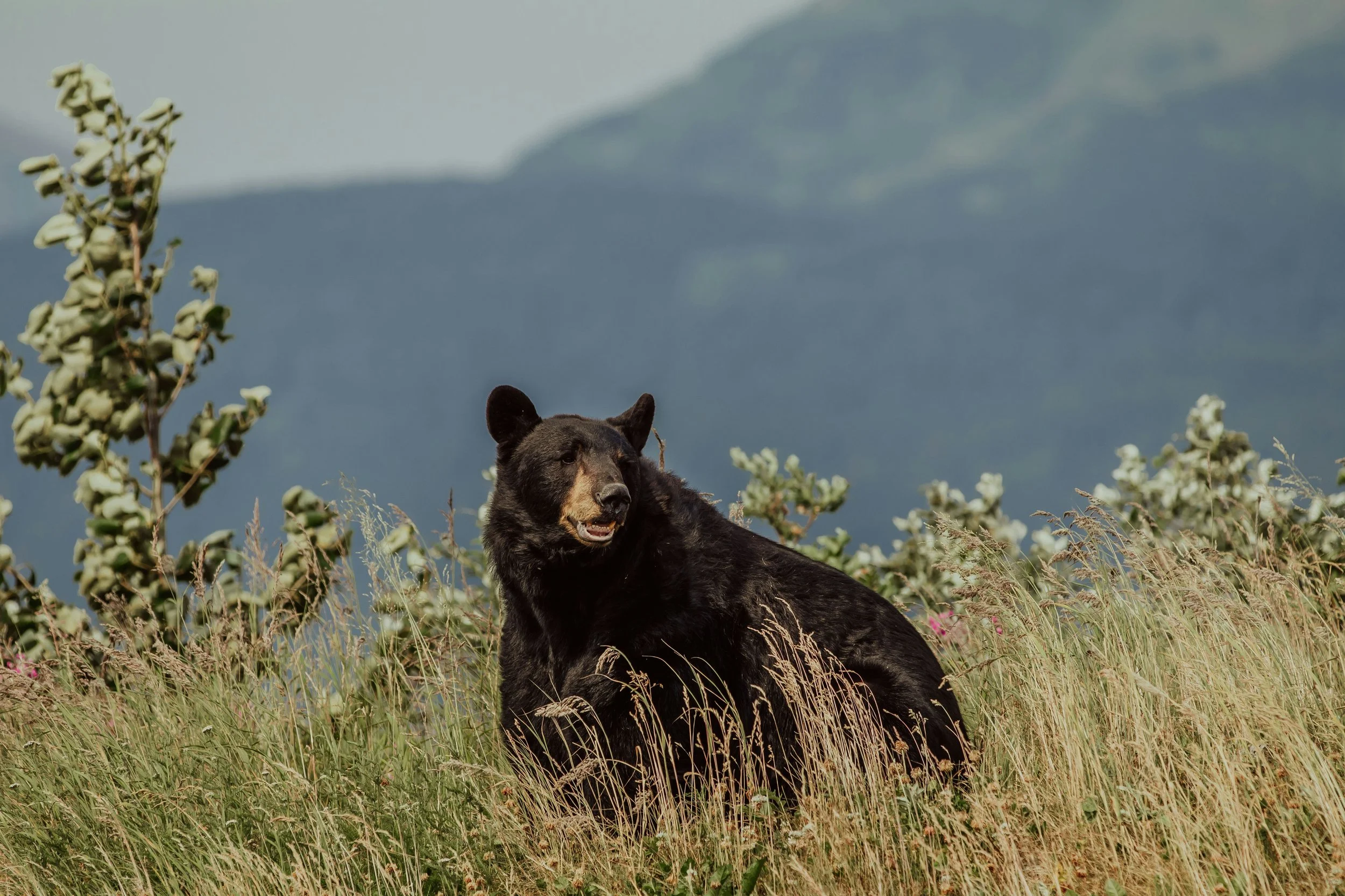 Key Hearing Could Decide Future of Florida’s Black Bears
