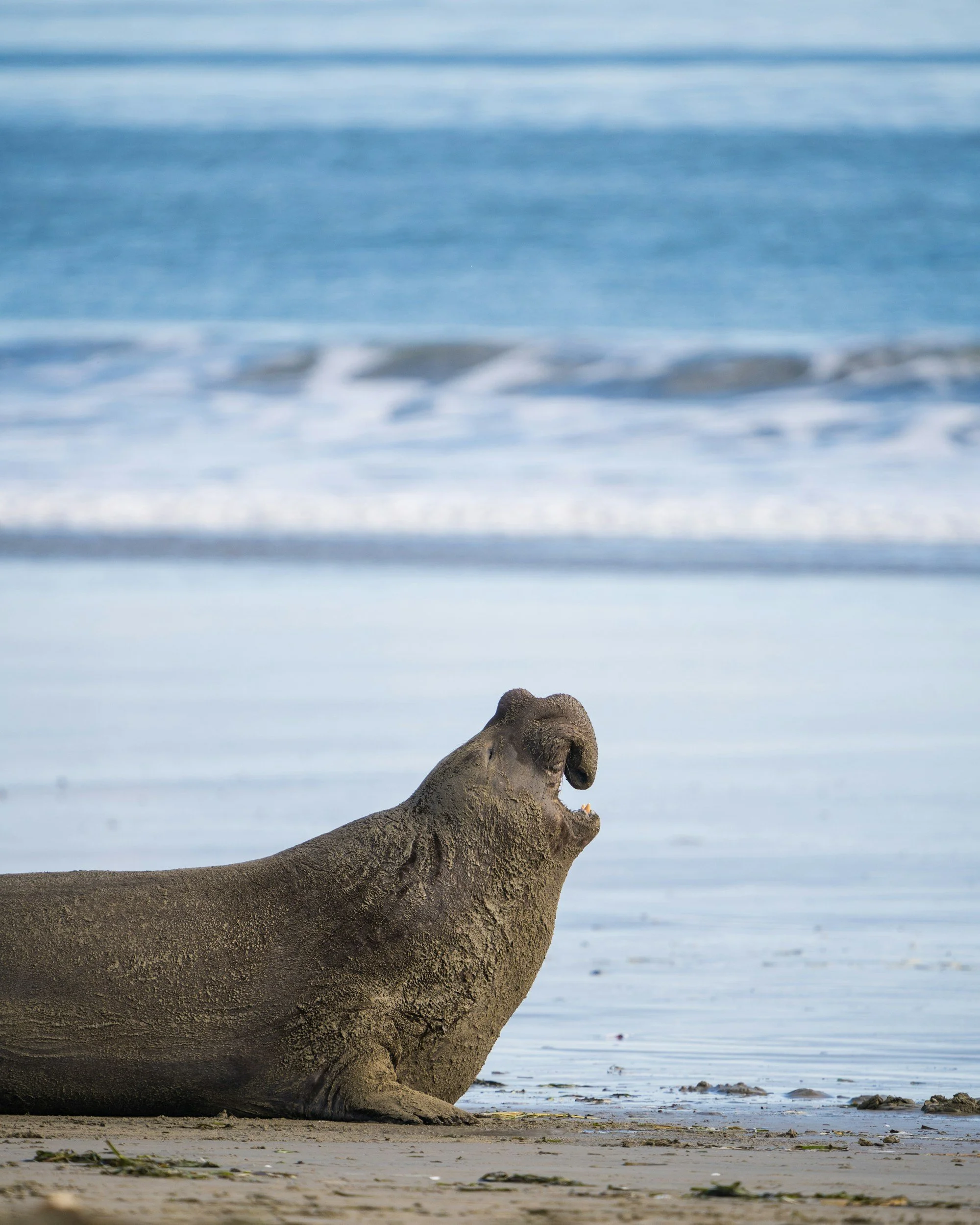 Elephant seals in South Atlantic ocean in ‘dramatic decline’ after bird flu outbreak, new report finds