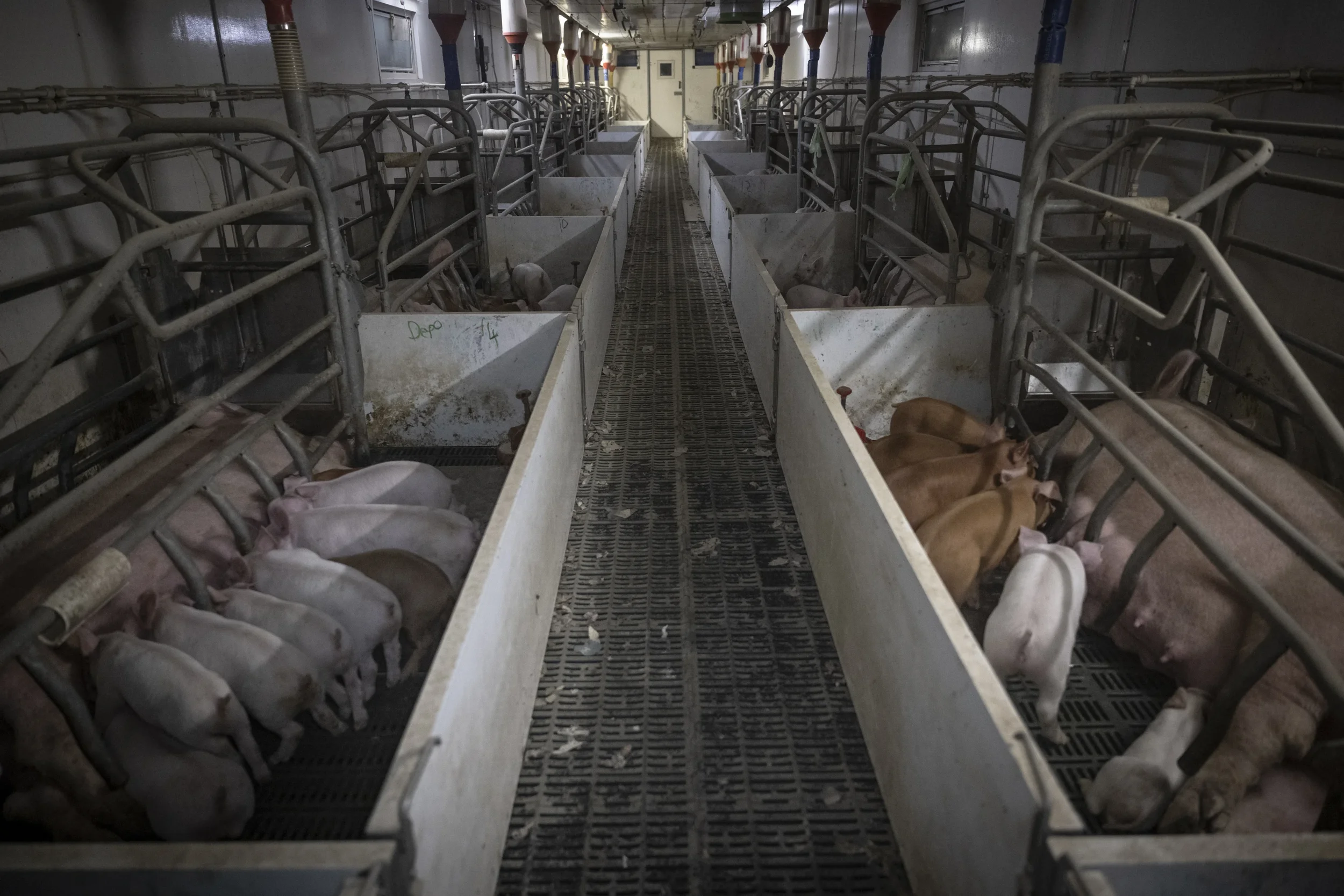 pigs_antibiotics_aj-agtivistagency-66-3297x2198.webp
