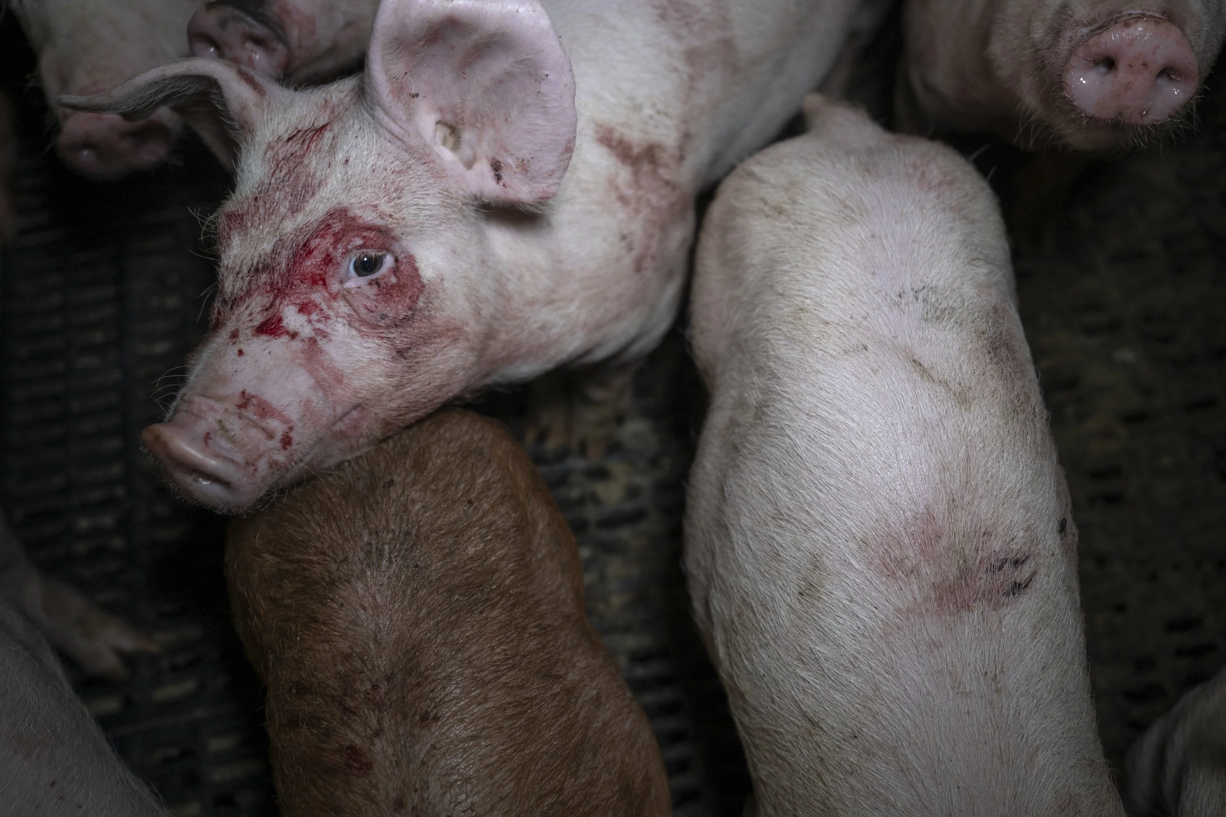 Pigs_antibiotics_AJ-AGtivistAgency-94.jpg
