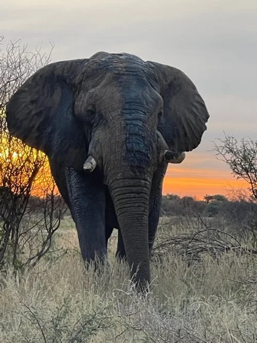 Mana_Rewilded Bull.jpeg