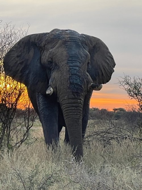 Mana_Rewilded Bull.jpeg