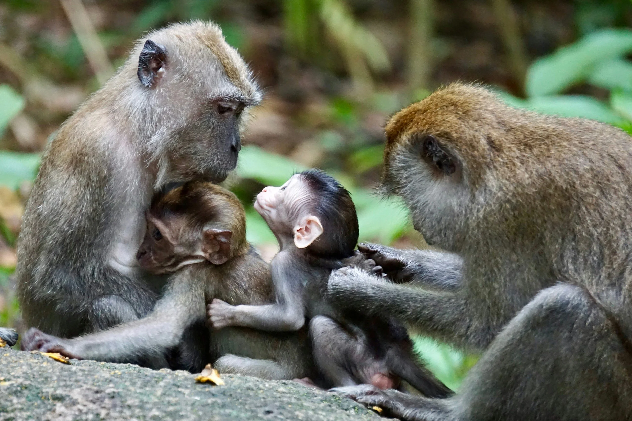 CDC makes unprecedented move to end monkey testing 