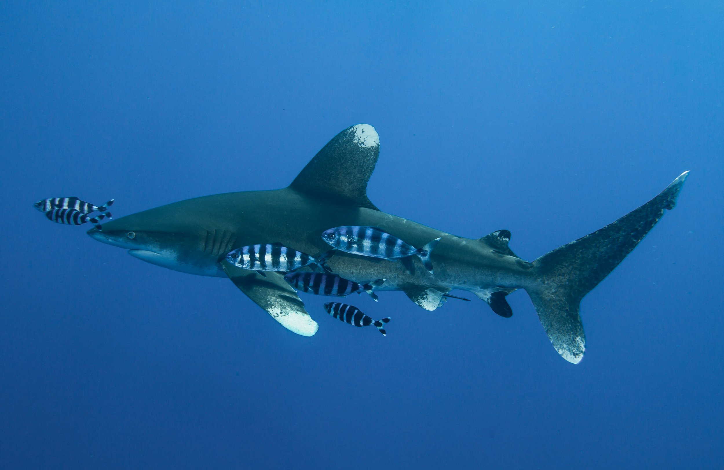 Victory! CITES Grants Landmark Protections for Sharks