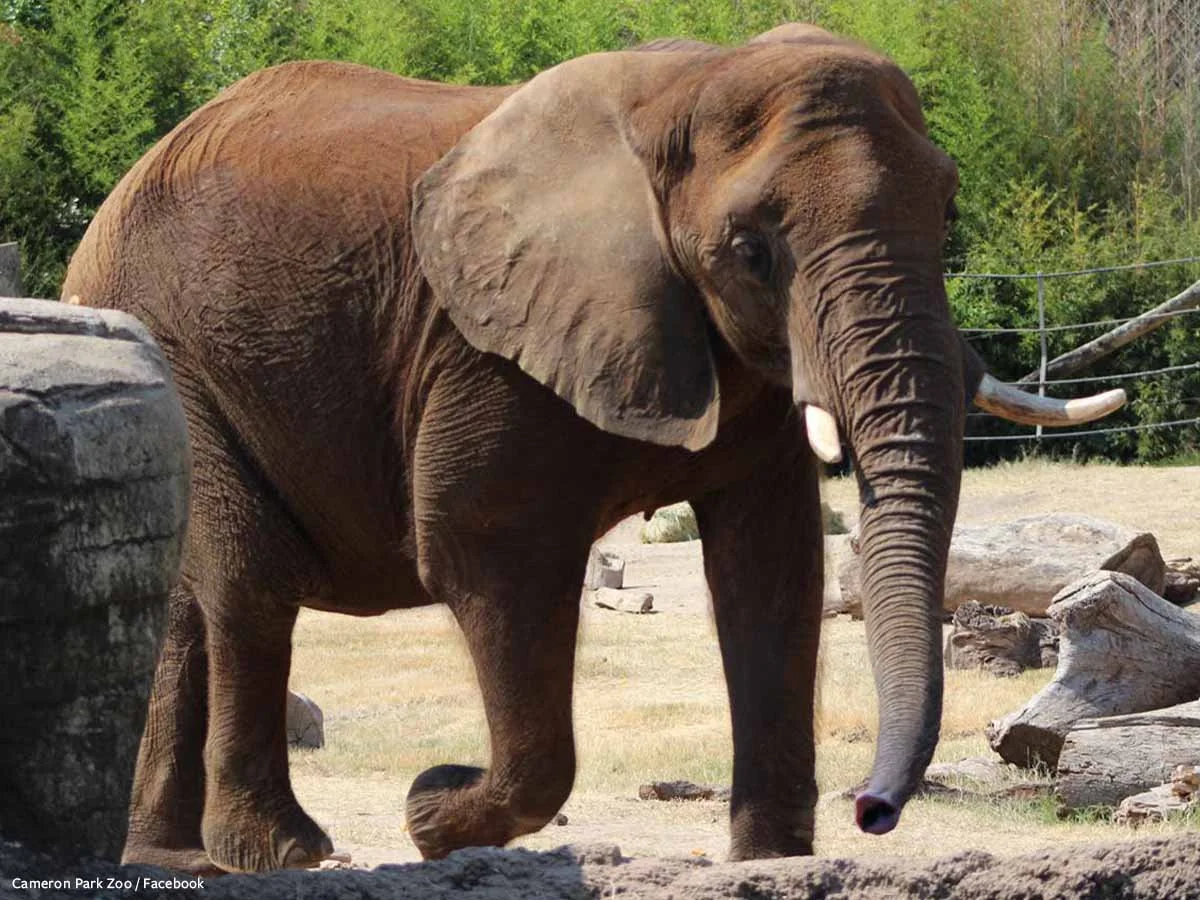 Heartbreaking News: Tembo Has Passed Away, Ending Her Lifetime of Captivity