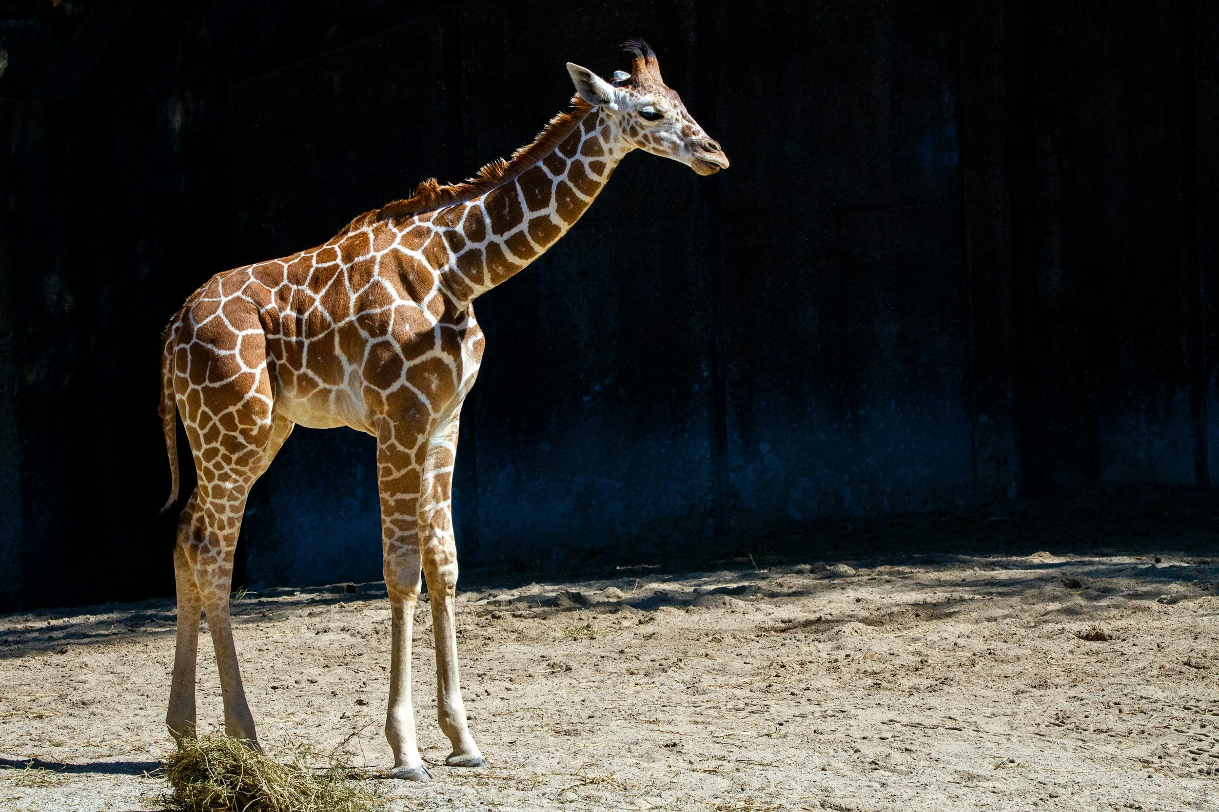 Alicia Silverstone offers $50,000 reward for missing baby giraffes born in scandal-hit zoo