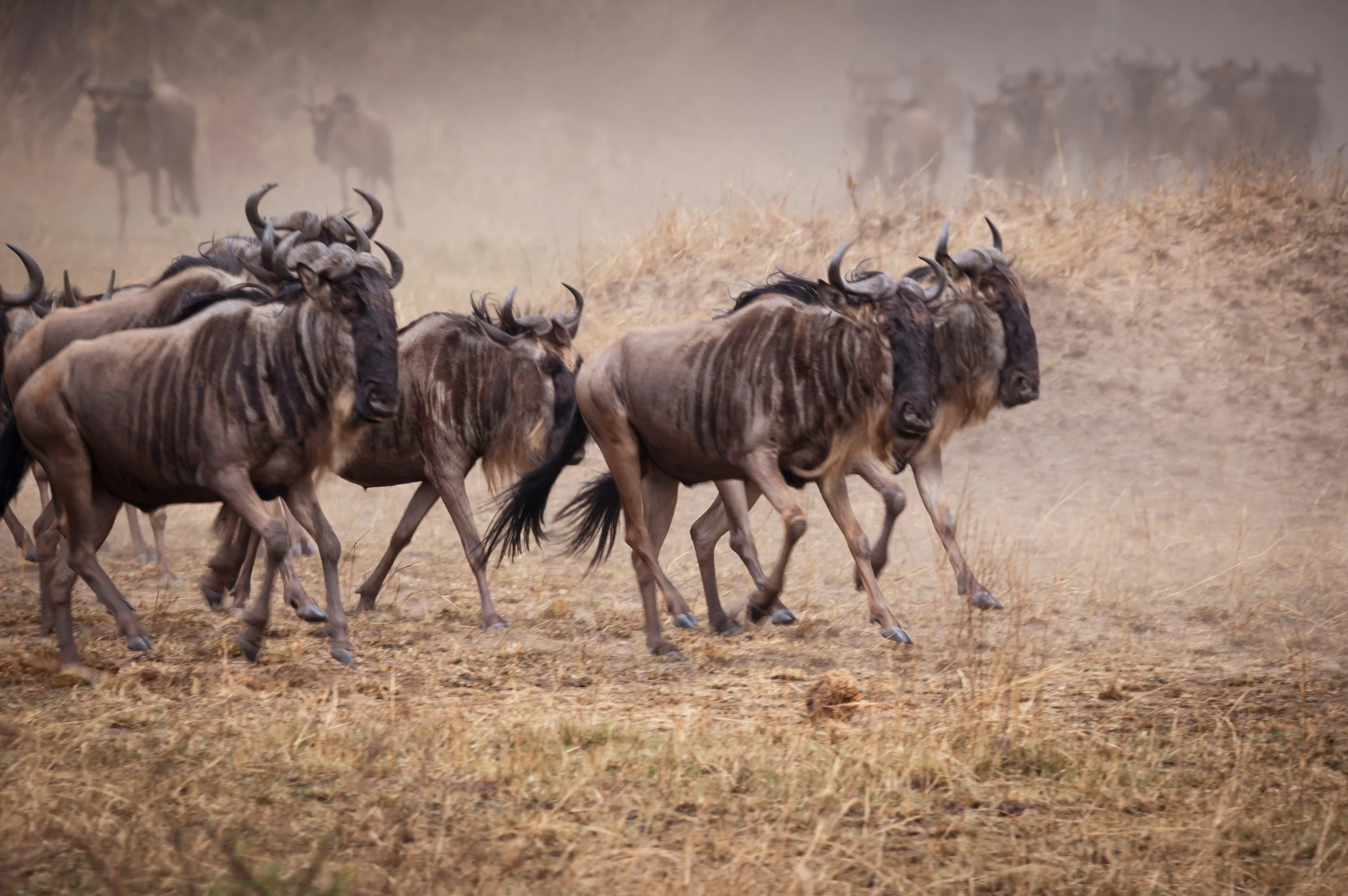 Ritz-Carlton safari camp faces legal challenge over threat to great migration