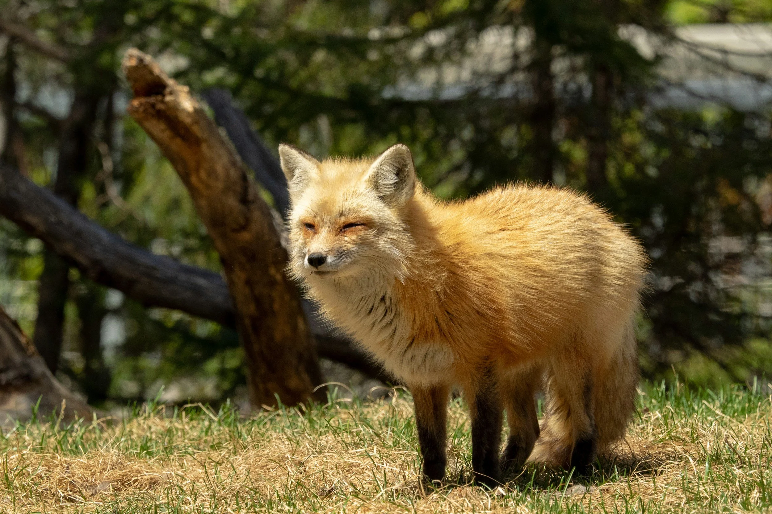 New York Fashion Week goes fur-free