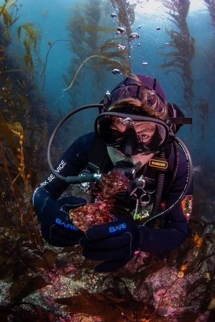 diver+with+wavy+turban+snail-1 copy.jpg