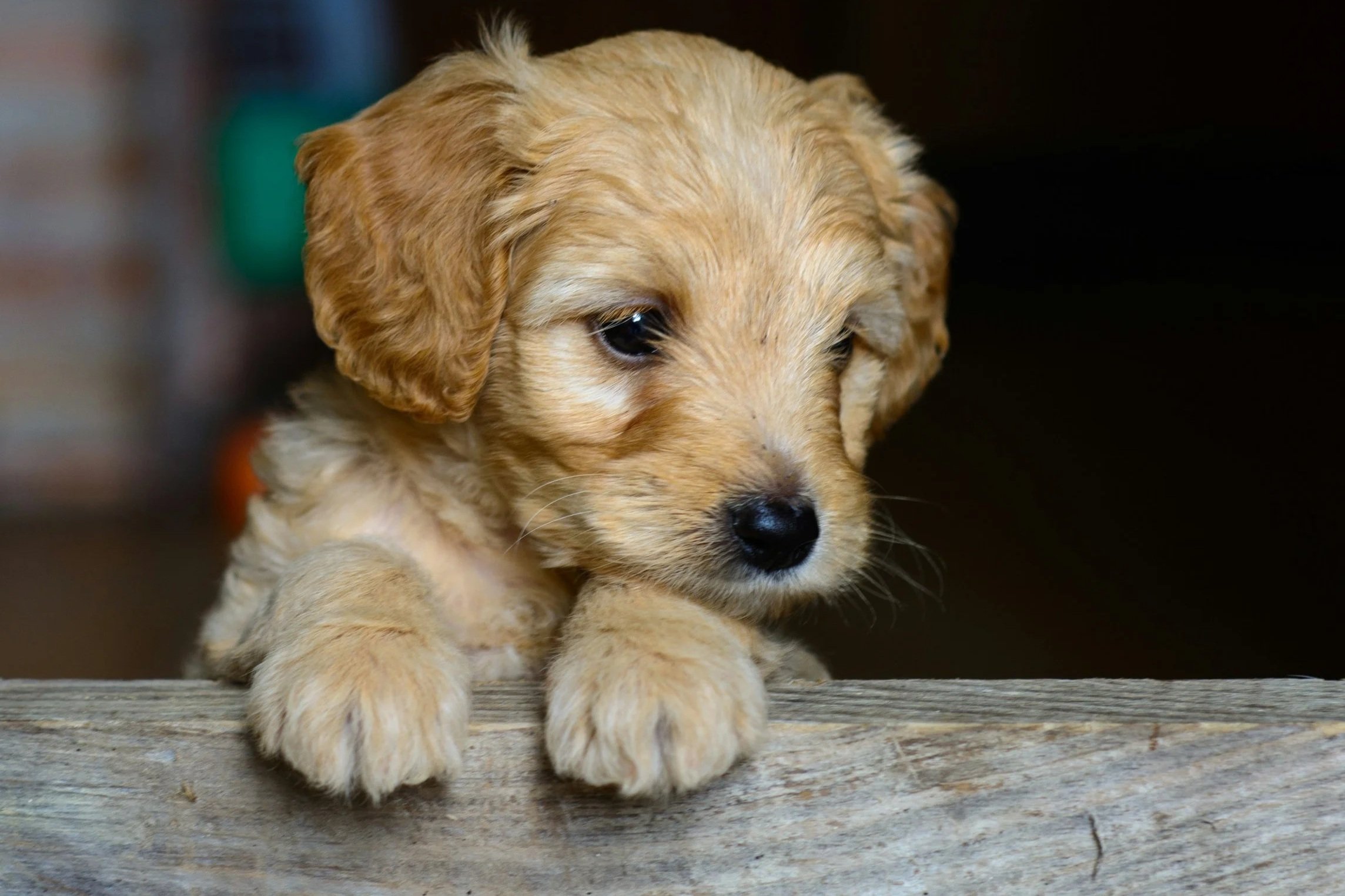 Undercover Investigation Exposes Severe Abuse at AKC-Linked Puppy Mill