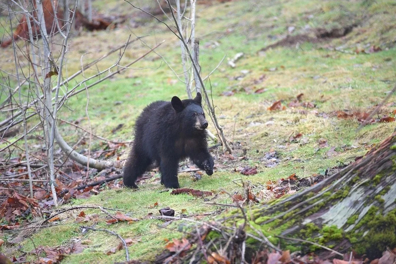 Over 100 Bears Saved in Florida, Yet 52 Deaths Remain a Tragedy
