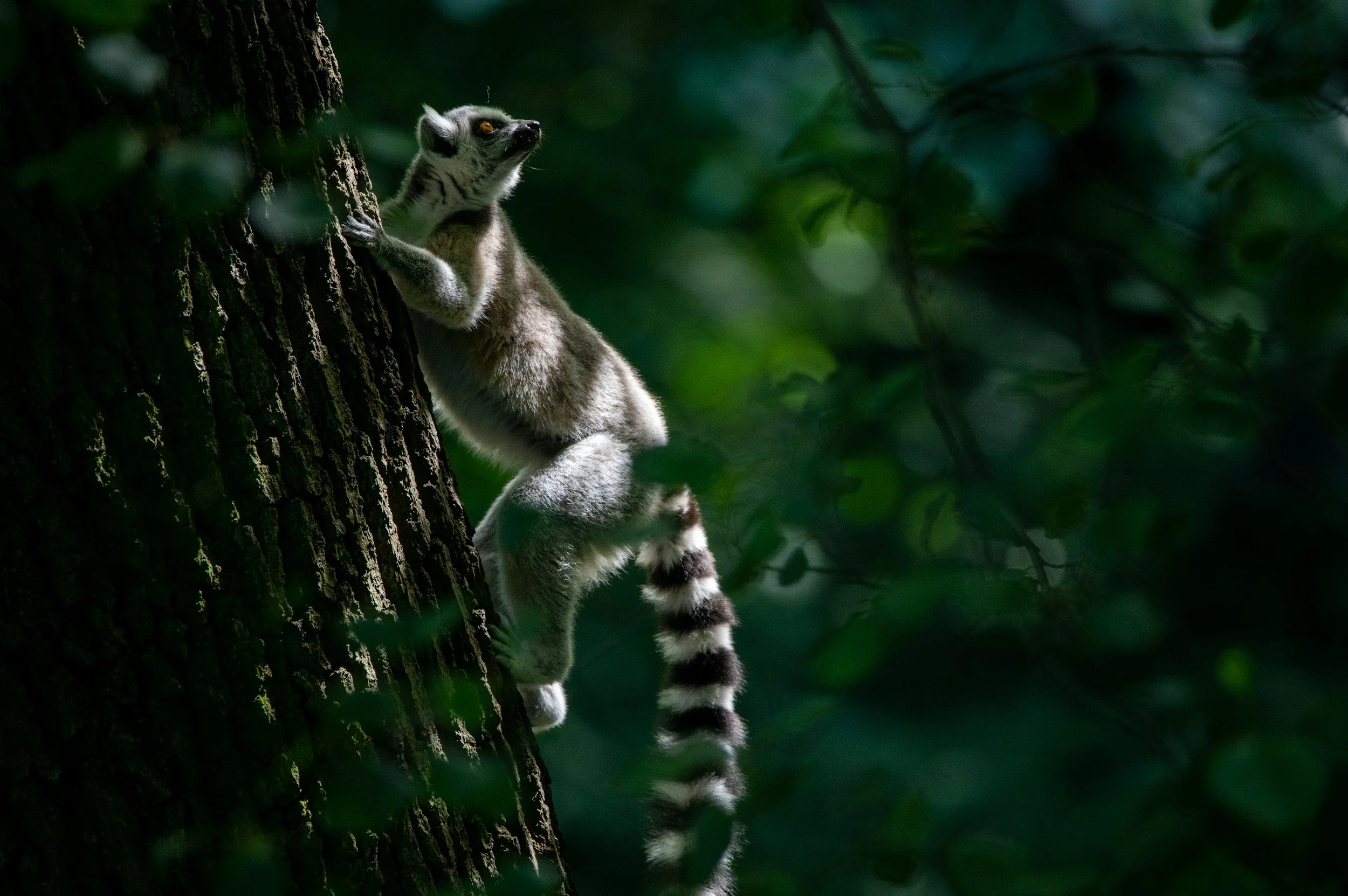 Black-market lemur meat trade driving species to extinction, new research shows