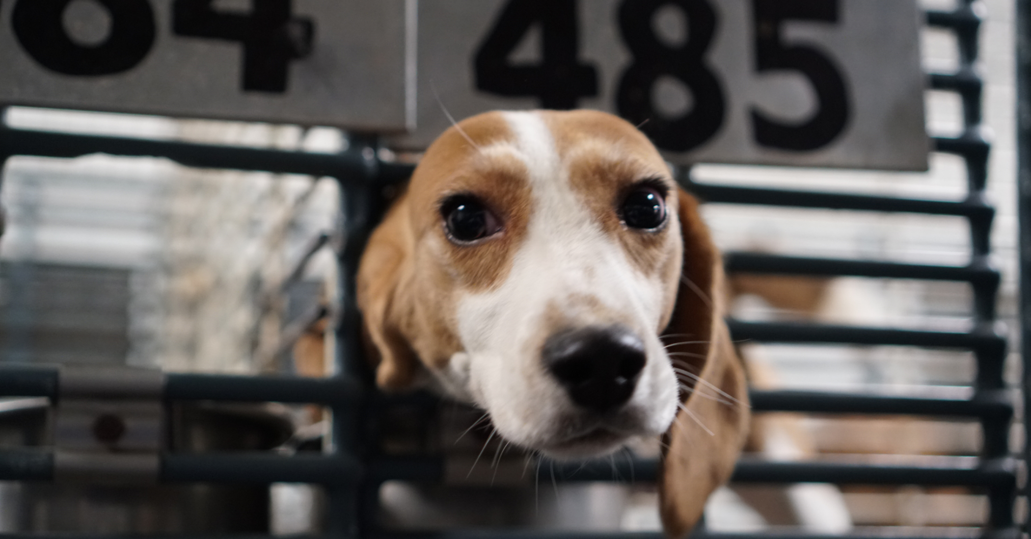 Inside the fight to stop Ridglan from killing 3200 “surplus” beagles