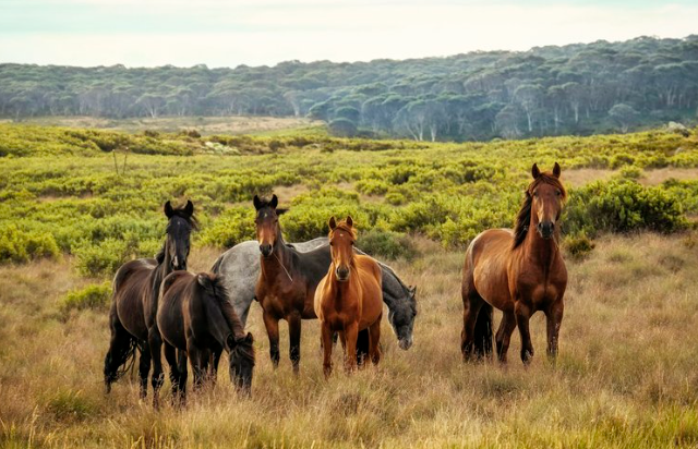 Progress for Wild Horses: U.S. House Passes $11 Million for Humane Management