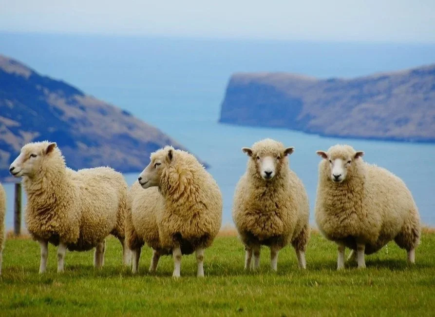 New Zealand Makes History: Recognizing Animal Sentience and Ending Animal Testing for Cosmetics