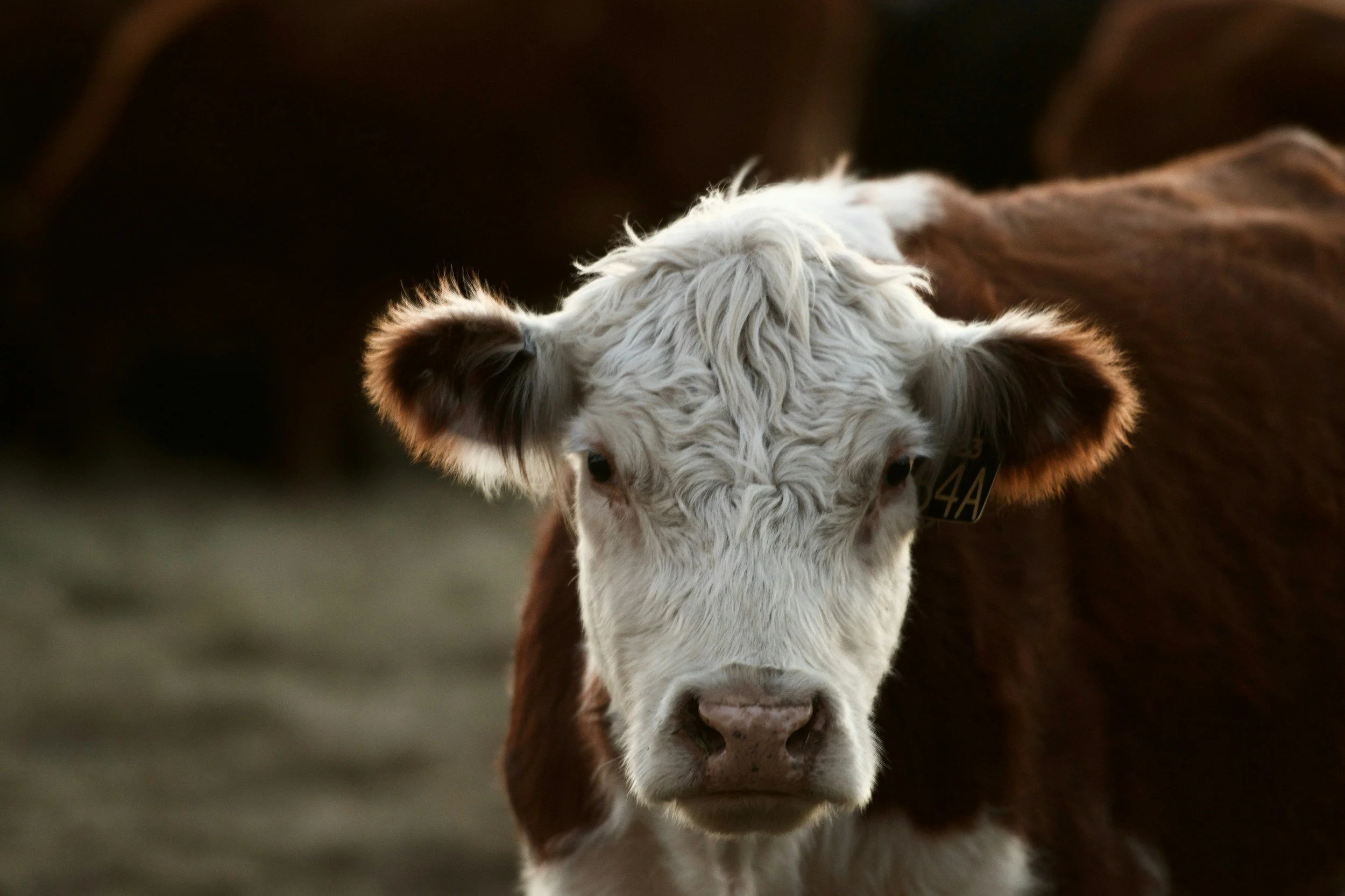 Cows can use tools, prompting science to rethink animal intelligence