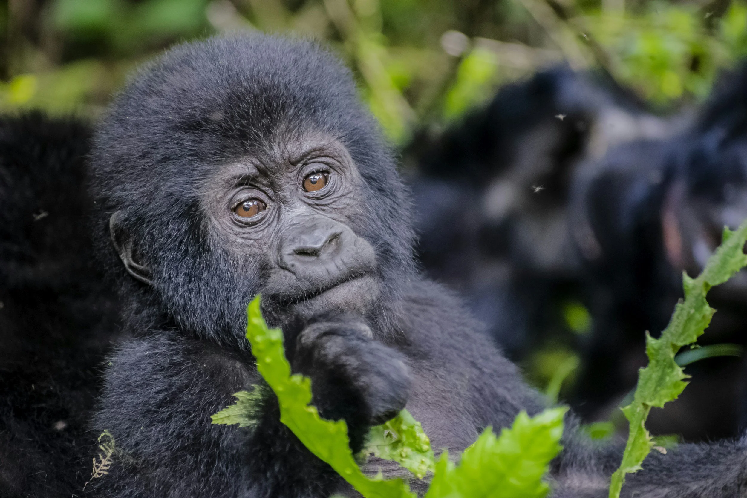 Mountain gorilla gives birth to twins, in major boost for the endangered species