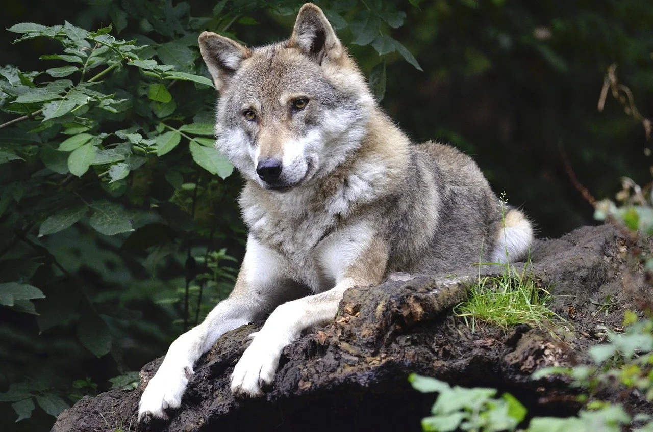 HOPE! Judge Refuses to Dismiss Wolf Torture Case