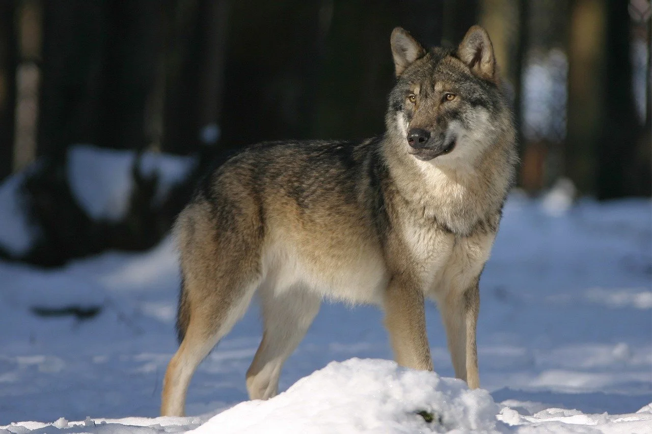 Distemper virus is decimating Wyoming's wolf population - and hunting season is still on