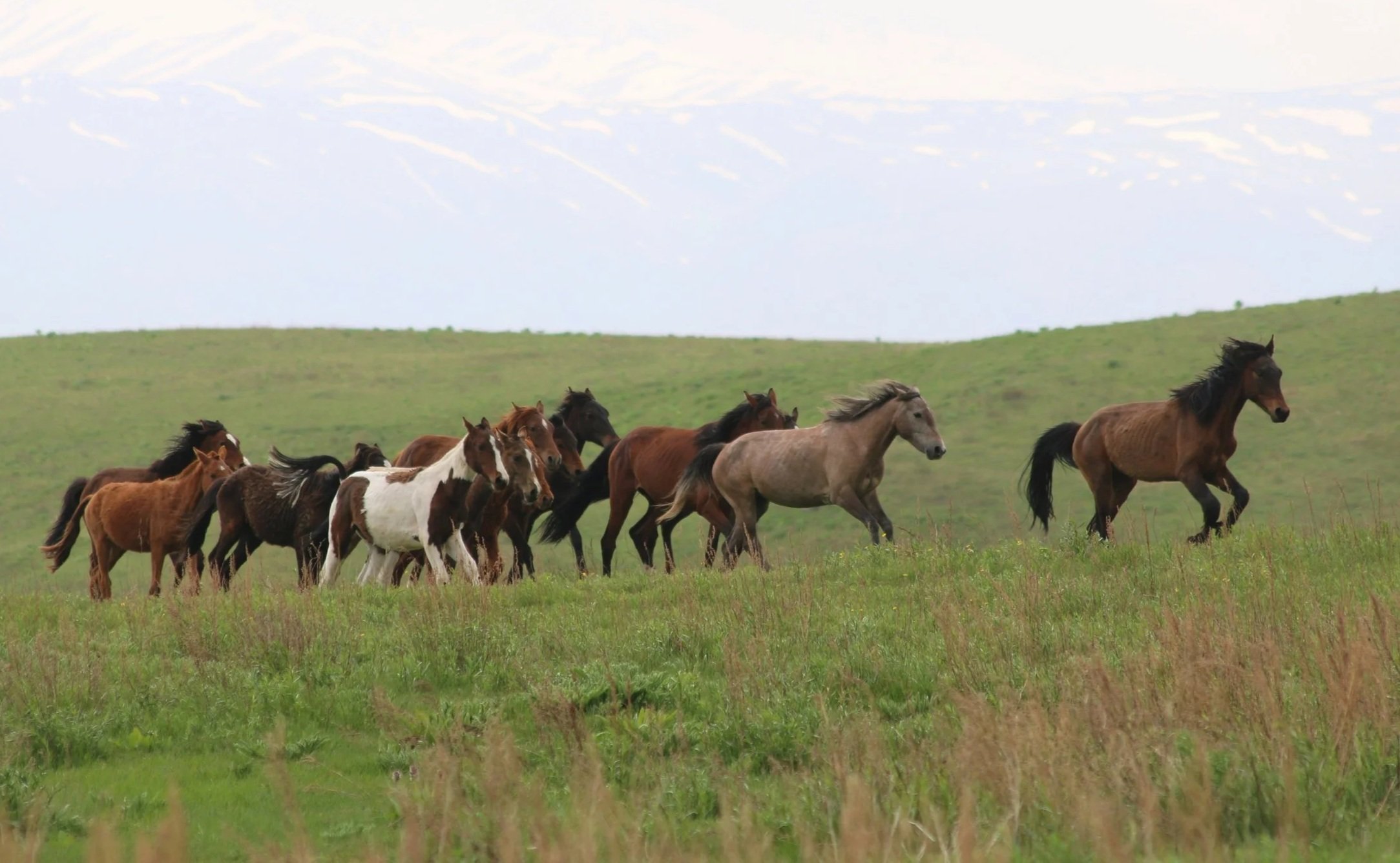 Species Unite Surpasses 1,000,000 Petition Signatures for Animals