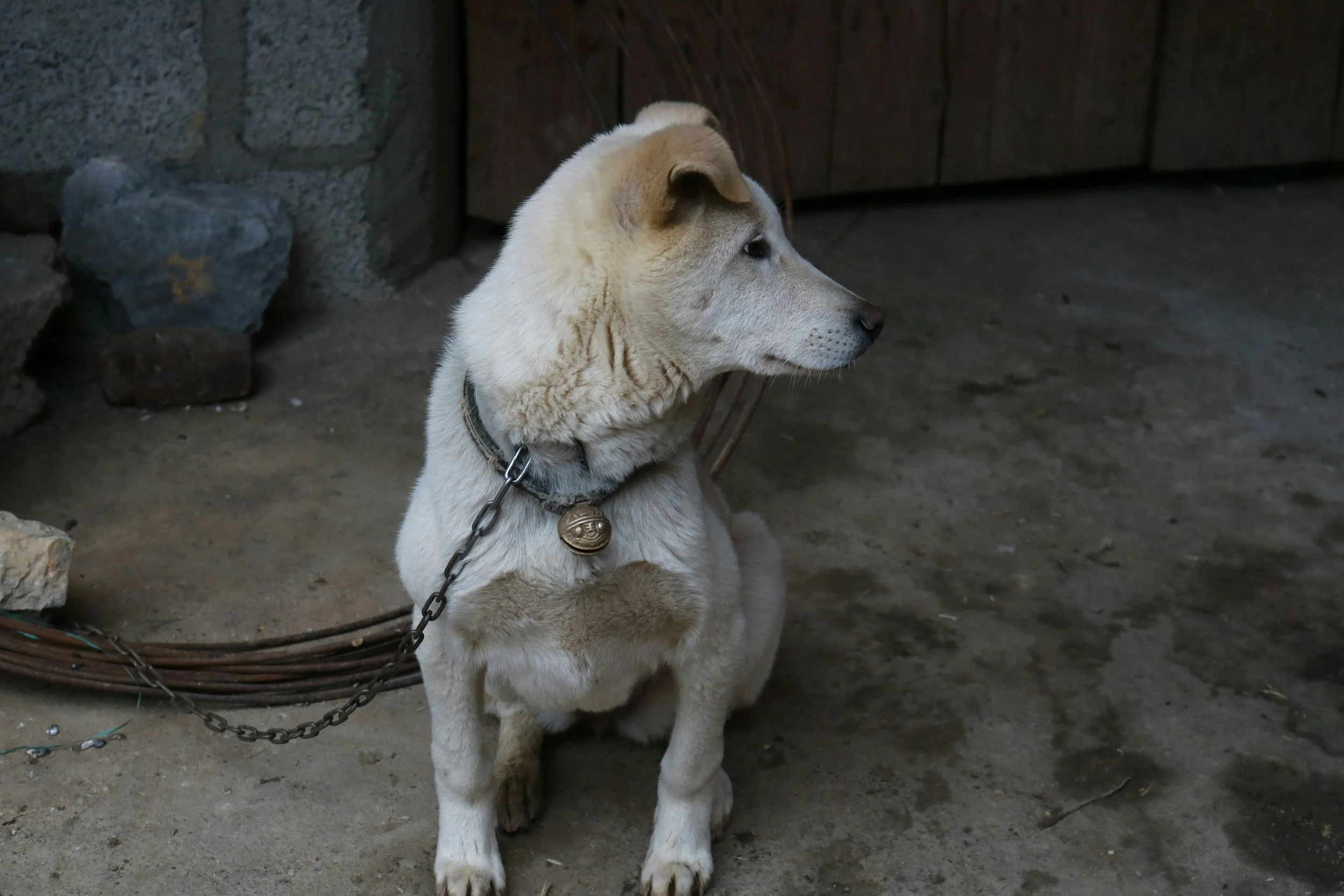 Brutal Dog Theft Ring Linked to Meat Trade Broken Up in Vietnam
