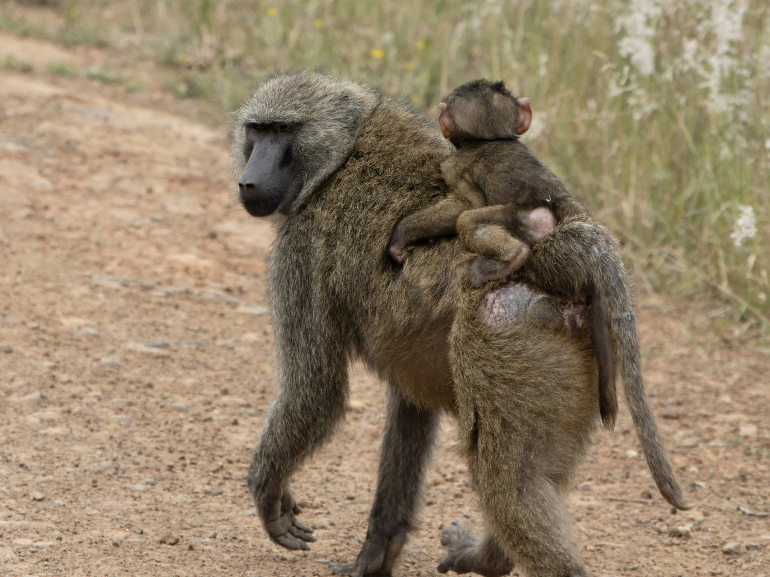 Baboons experience jealousy just like humans, study reveals