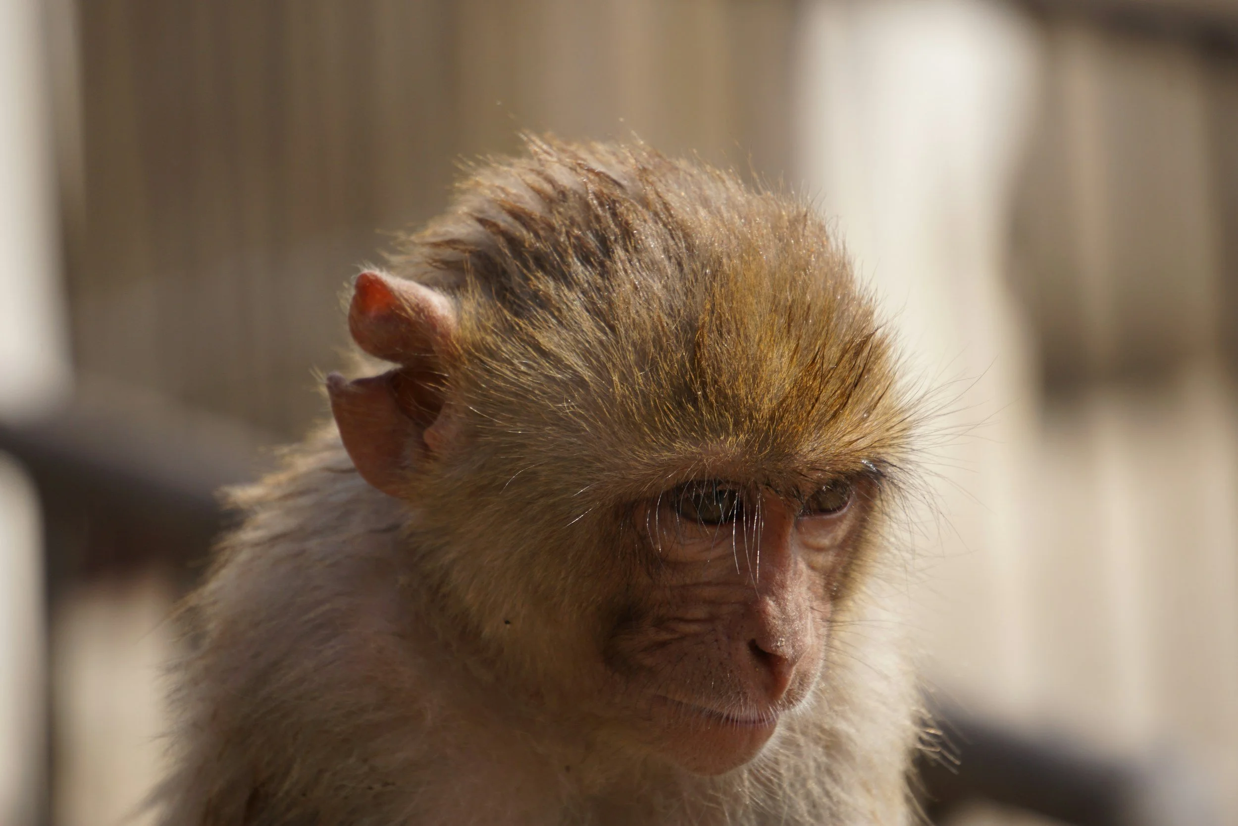 One of the United State’s largest primate research centers could become a sanctuary