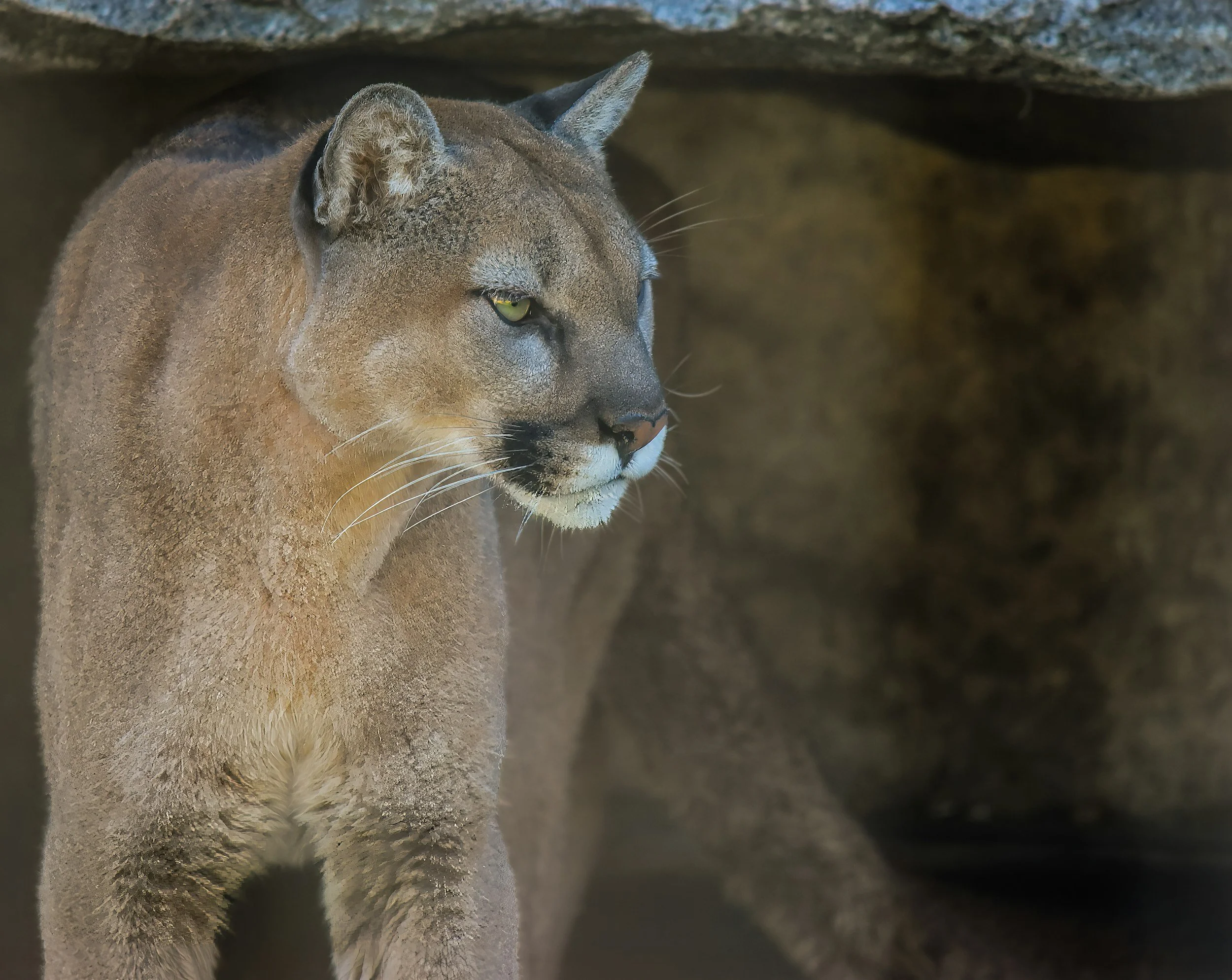 Mountain lions in California added to Endangered Species Act