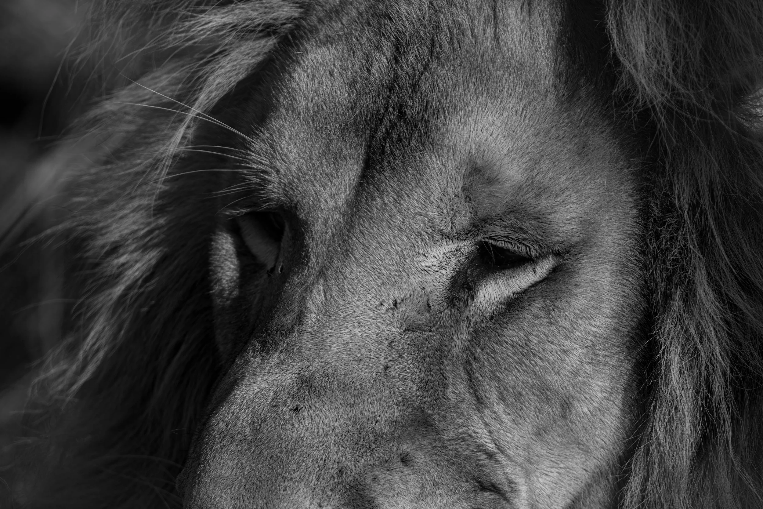 The beginning of the end for South Africa’s captive lion industry?