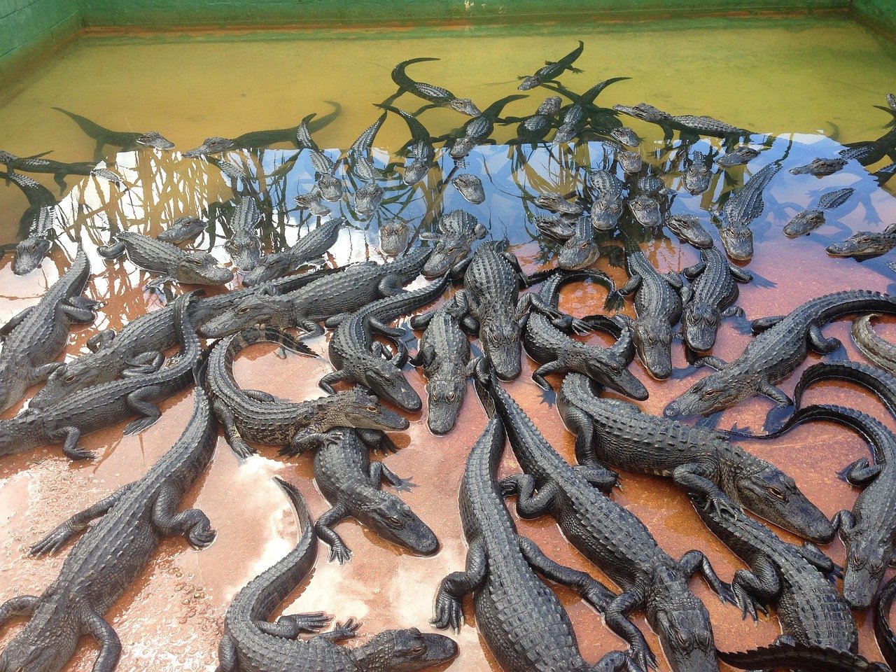 Malaysian State Weighs Crocodile Farms to Supply Global Fashion Brands