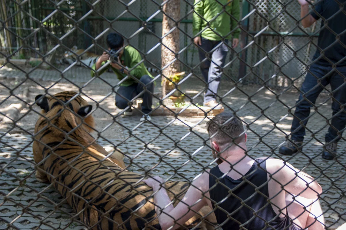 Tiger+Tourism_AJones_Moving+Animals-12.webp