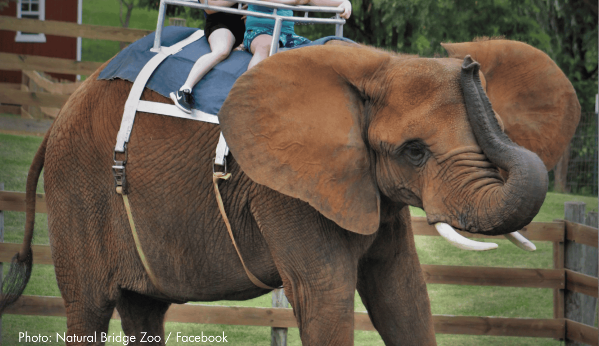 Five Indicted in Natural Bridge Zoo Cruelty Case — But Asha Is Still Suffering at Two Tails Ranch