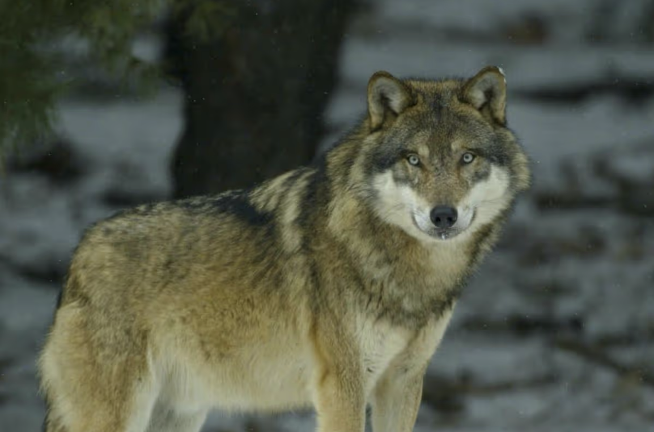 Controversial permit to shoot a wolf for being too tame has now expired