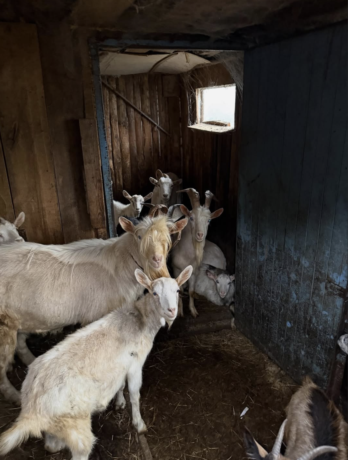How Ukraine's volunteers keep the animal welfare system alive