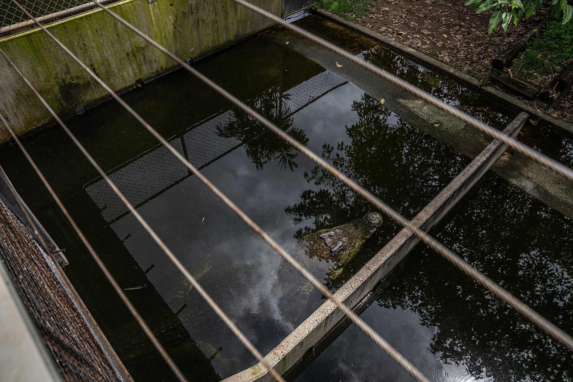 Are fashion's wild-animal skins helping or harming conservation efforts?