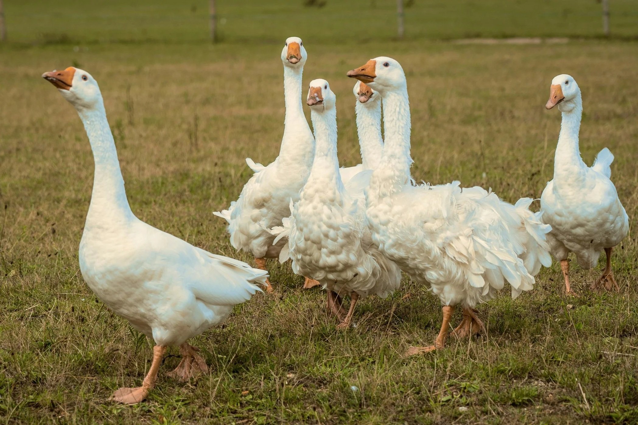 Victory in New York City! Foie Gras Ban Is Here to Stay