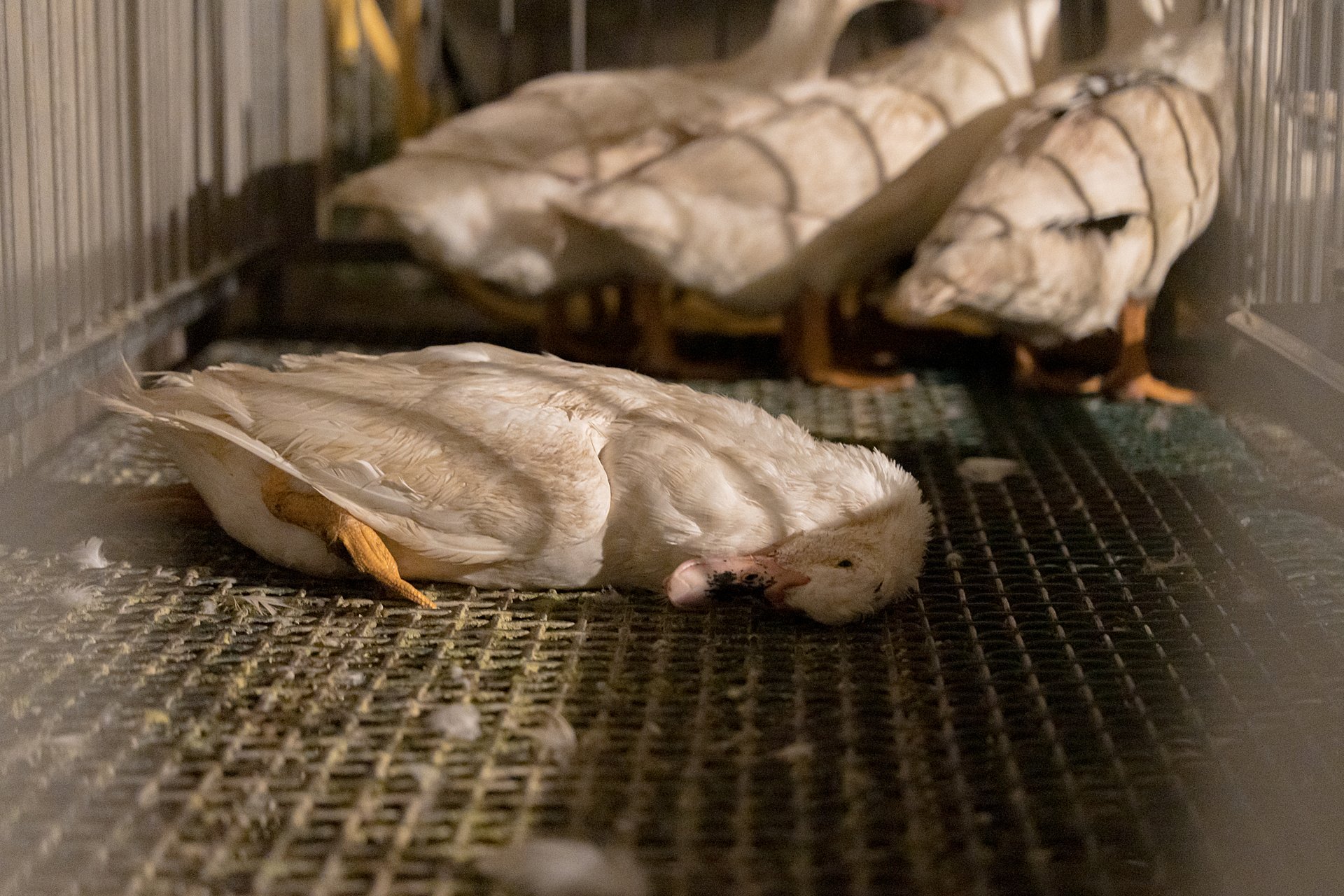 New York court clears way for NYC foie gras ban to take effect