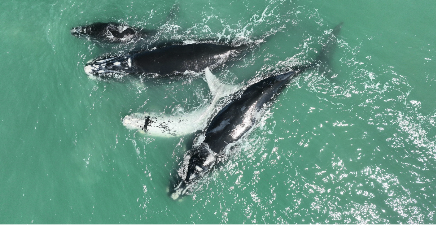 22 North Atlantic right whale calves born in the 2025-2026 calving season