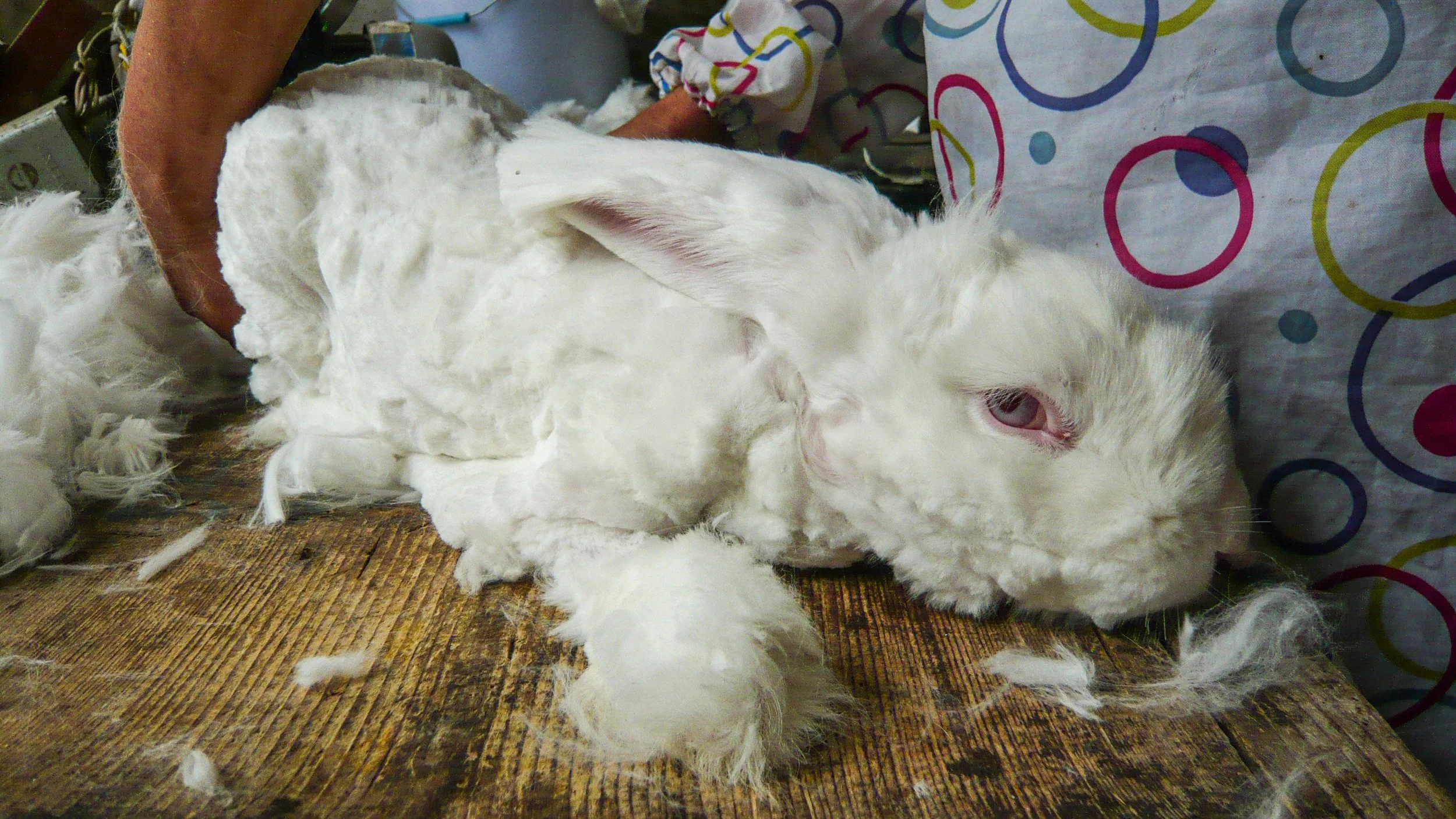 The animals in your wardrobe you never knew were there