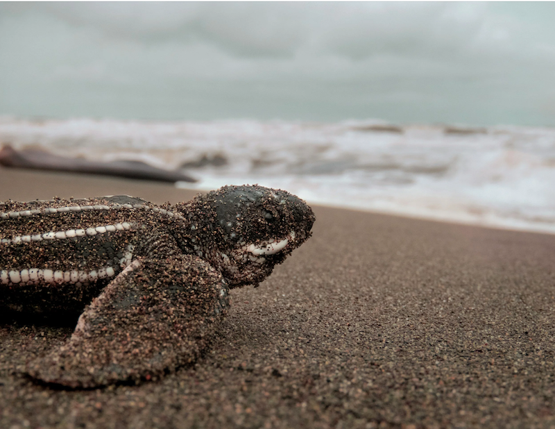 A secretive government committee just voted to sacrifice 21 endangered species for oil