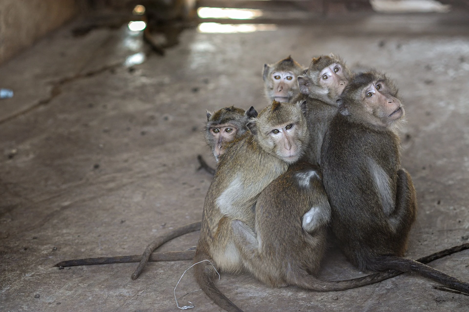 Leaked video reveals monkeys living in squalor in the largest lab in the US