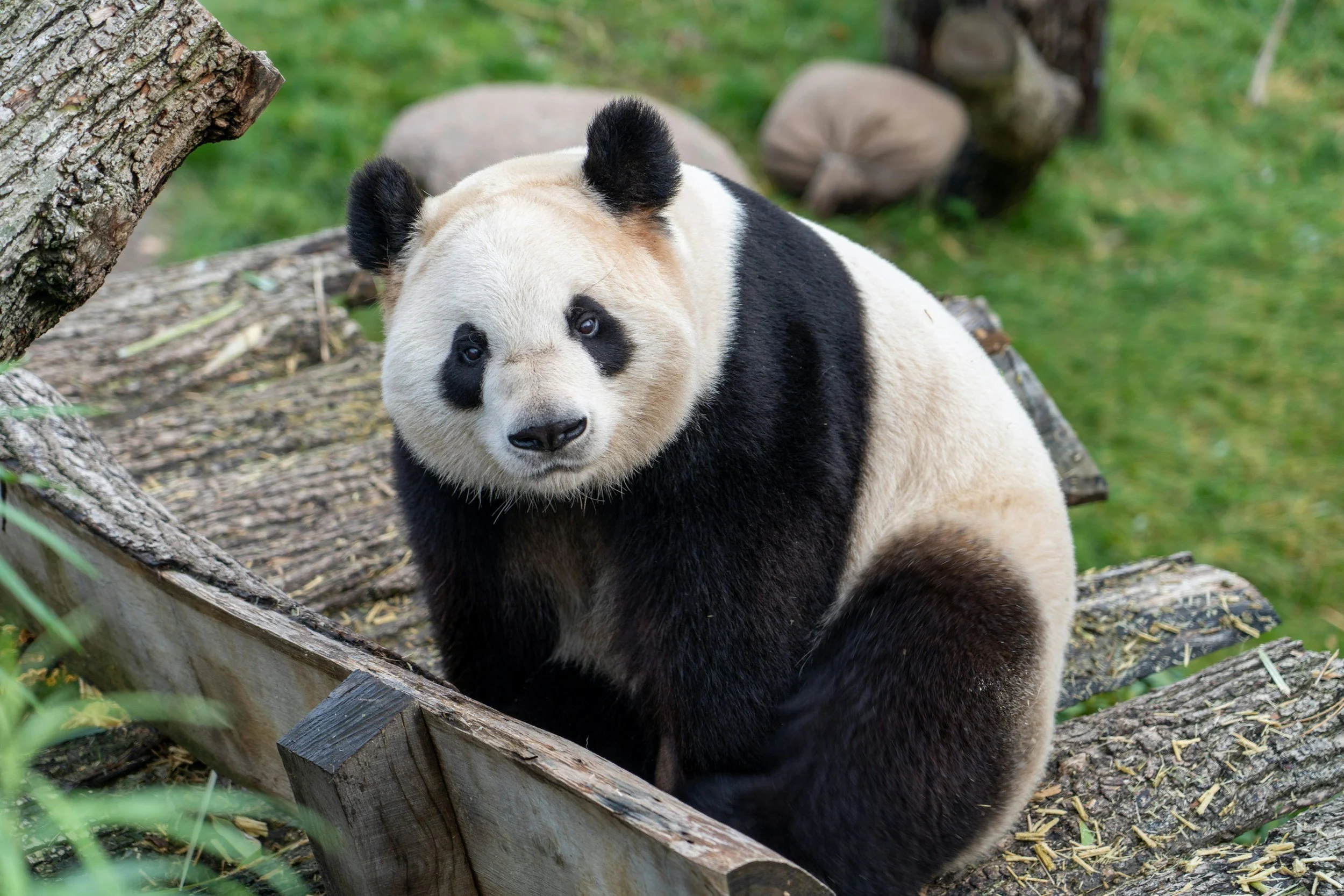 Controversial deal to bring pandas to San Francisco Zoo is off&nbsp;