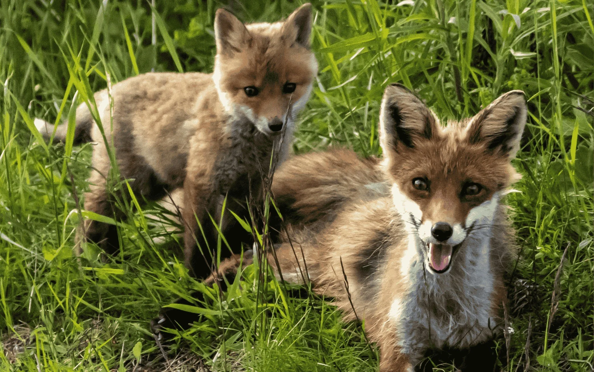 Victory! Etsy Goes Fur-Free