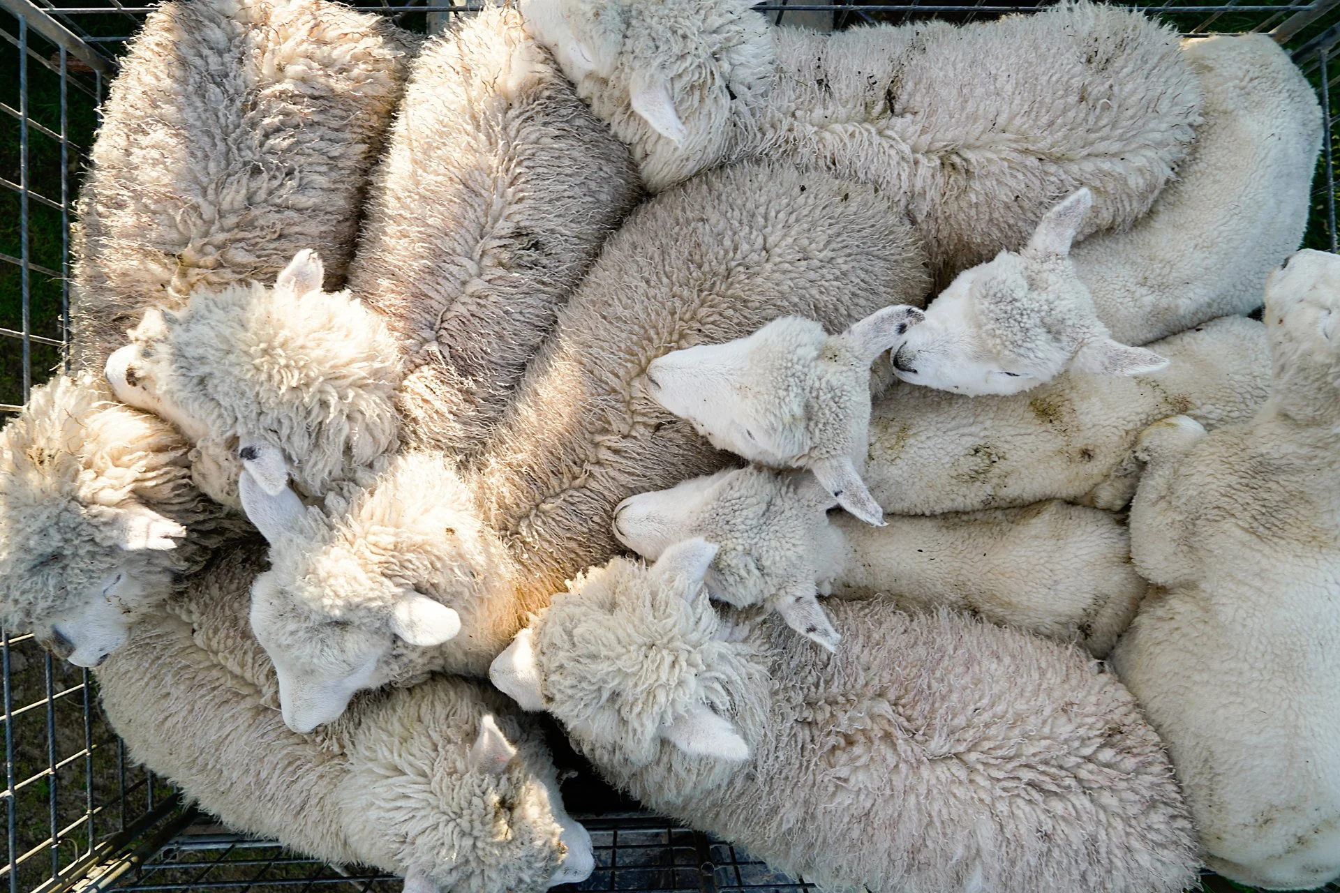 Why “humane” certifications in fashion are meaningless