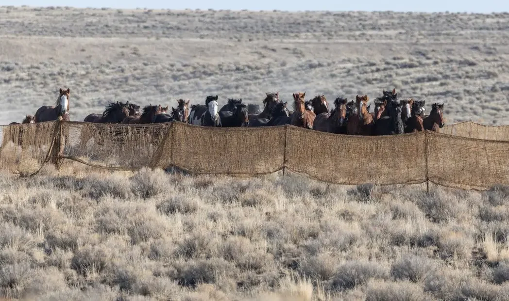 Outrage as wild horse and burro roundups get underway during peak foaling season