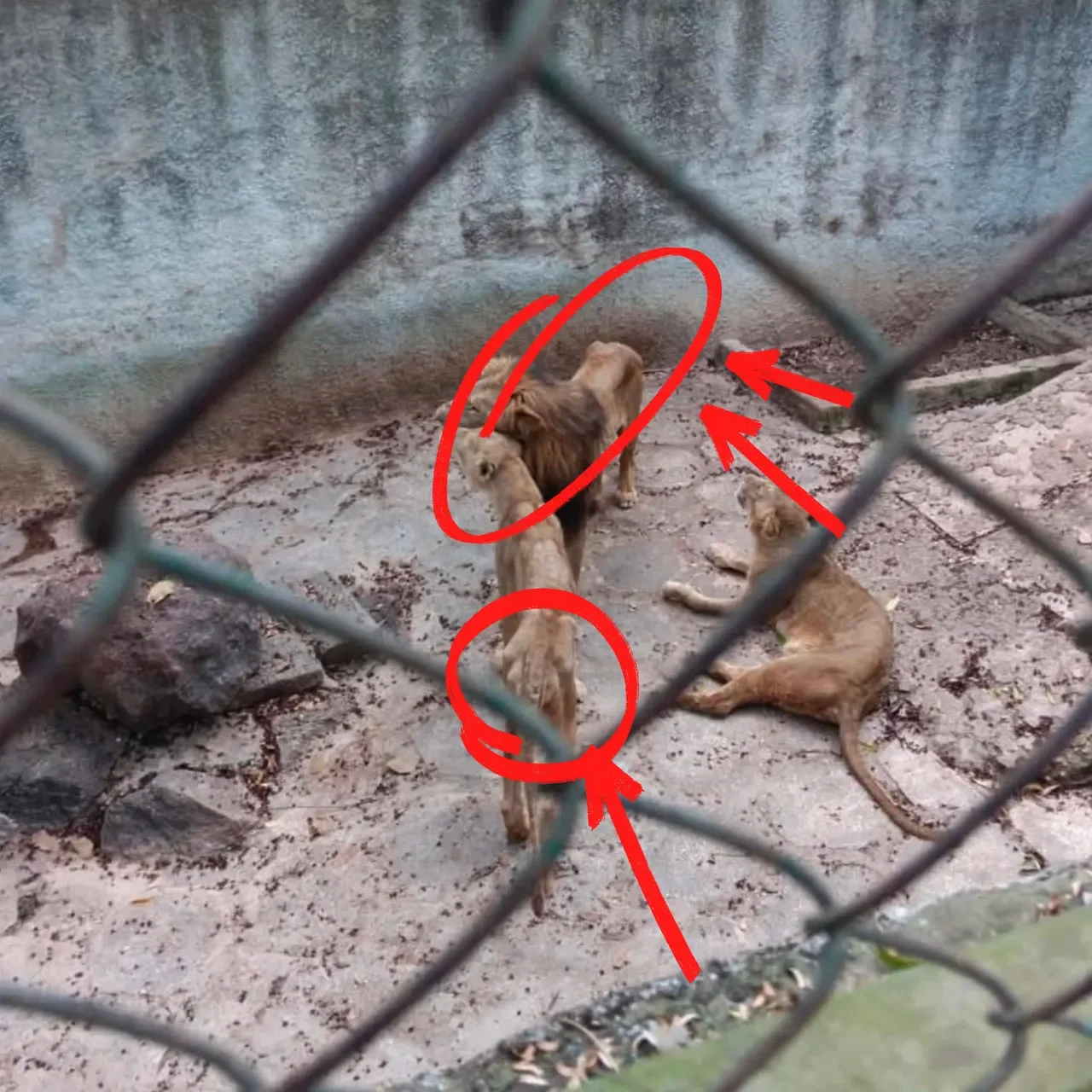 Cuban financial crisis leaves zoo animals starving