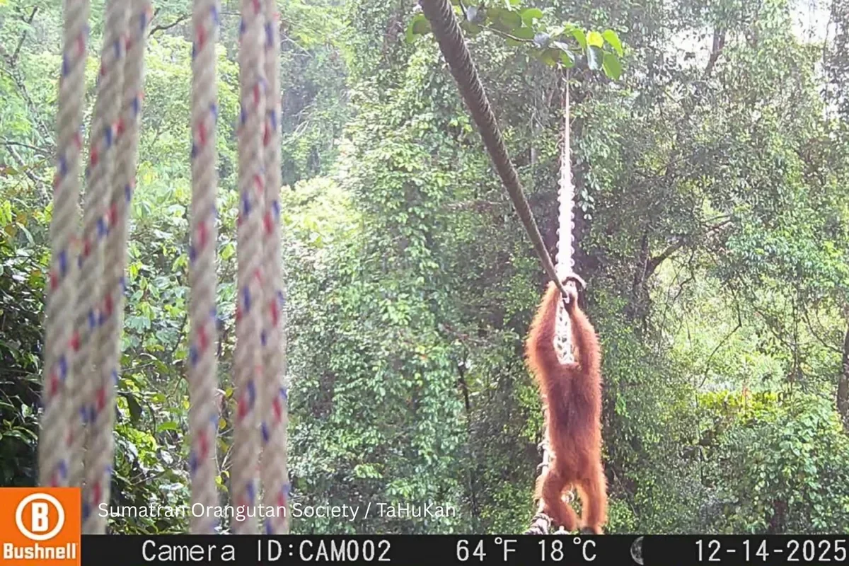 Moments of joy: Sumatran orangutan filmed on canopy bridge