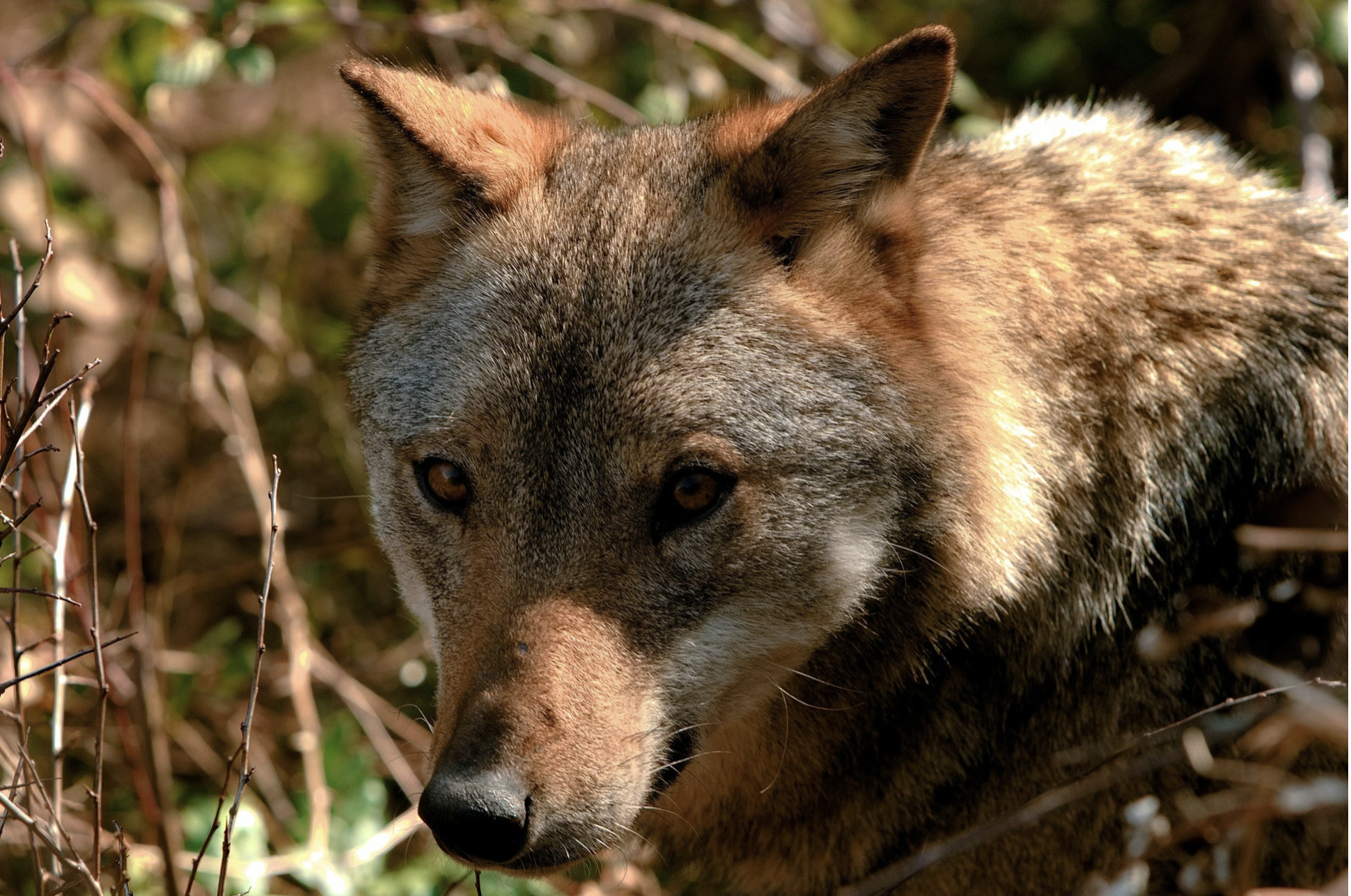 Mass wolf poisonings in Italian national park spark outrage and criminal investigation